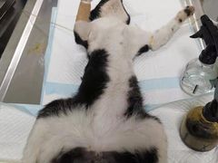 -关爱动物医院·心脏·中兽医·异宠(金牛路分院)