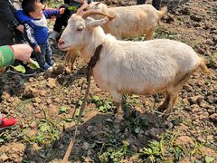 -小鱼草莓采摘园农家乐·小鱼餐厅