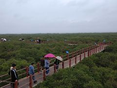 -北海金海湾红树林生态旅游区