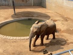 -西霞口神雕山野生动物世界