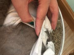-纳吉亚猫专科动物医院博雅分院