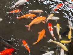 -南宫五洲植物乐园