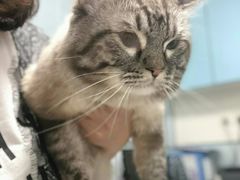 -瑞派·关忠动物医院·猫专科·犬专科(三环新城店)