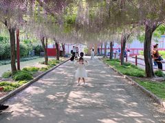 -嘉定紫藤园