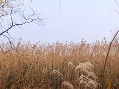 -上海吴淞炮台湾国家湿地公园