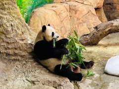 -广州长隆欢乐世界