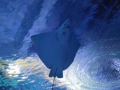 -海合安武汉极地海洋公园