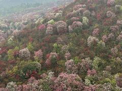 -贵州百里杜鹃风景名胜区