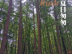 -上海共青森林公园