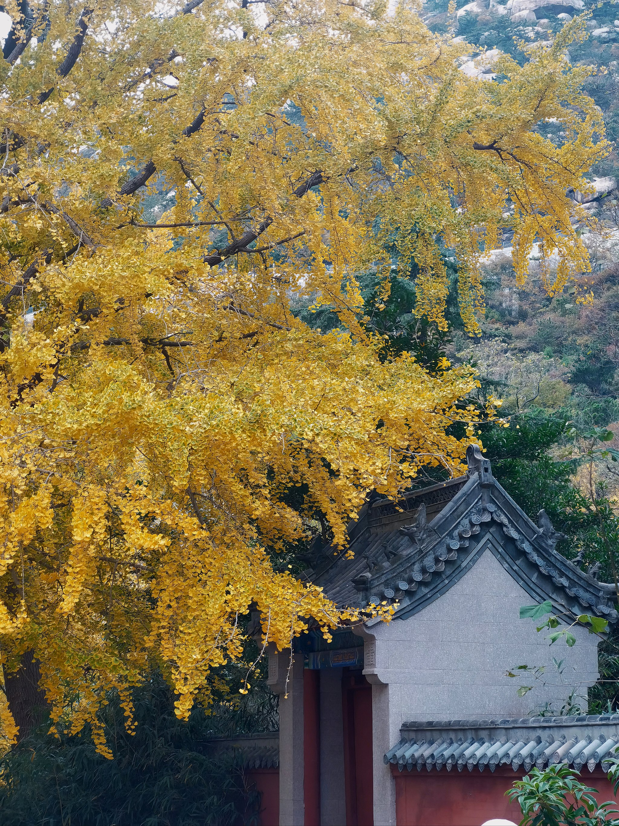 青岛崂山上清宫银杏树图片