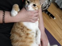 -爱侣宠医·鹦鹉专科·小型哺乳类·异宠专科(灵石路店)