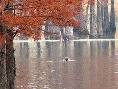 -白鹭湾湿地公园