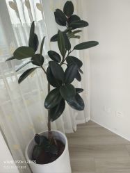 -HEYAN荷妍专业脱毛连锁机构
