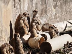 -鸡鸣汤包(红山动物园店)