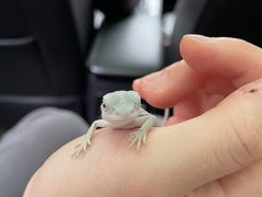 -酷以爬仙阁实体爬宠店·守宫·蜥蜴·专业繁育