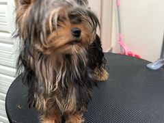 -小尾巴宠物店(万科·金域华庭店)