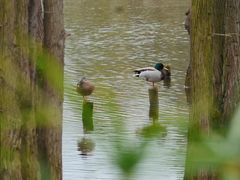 -白鹭湾湿地公园
