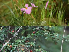 -长虫山生态公园风景林