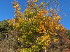 -北京西山国家森林公园