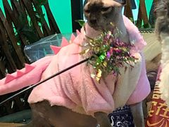 -李小姐の猫咖啡馆(五角场店)