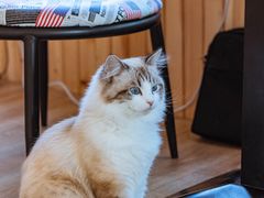 -猫的茶·猫咖