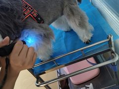 -瑞派·关忠动物医院·猫专科·犬专科(三环新城店)