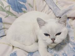-奈斯宠物医院·核磁CT·异宠专科·内镜(中南店)