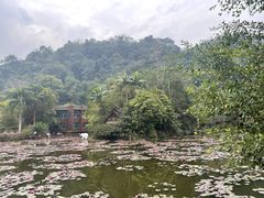 -野象谷景区