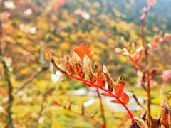 -黄龙山原始森林景区