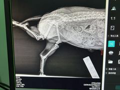 -暖阳宠物医院·犬猫康复中心·骨科