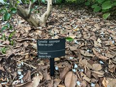 -墨尔本皇家植物园