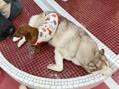 -和它·交个朋友·狗咖猫咖(爱琴海店)