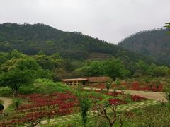 -广州市石门国家森林公园