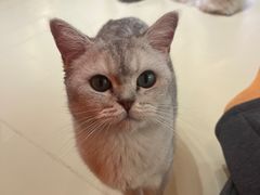 -三花喵·撸猫购宠·宠物生活馆(虹桥南丰城店)