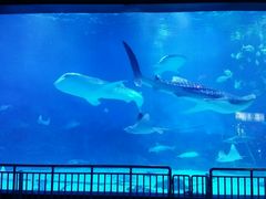 -烟台海昌鲸鲨海洋公园