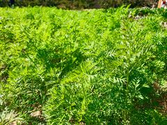 -意大利农场度假村