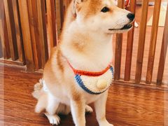 -豆柴町-柴犬主题狗咖(红鼎国际C座店)