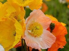 -名花谷生态庄园