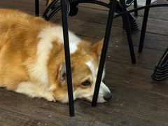 -肥朵食堂(带梦胡同店)