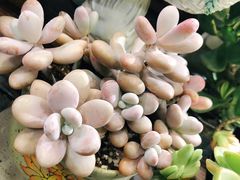 -双季花艺园艺市场(浦东店)