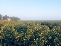 -北海金海湾红树林生态旅游区