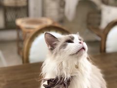 -共舞时光猫咖·狗咖(新街口店)