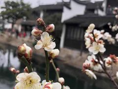 -黎里古镇