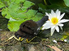 -莲花池公园