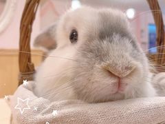 -猫猫幼稚园·撸猫·桌游·电玩