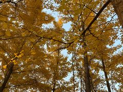 -森林公园(尖草坪区)