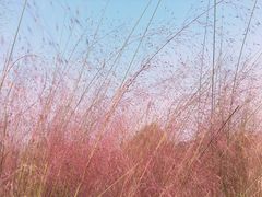 -花博汇(知音花月夜)