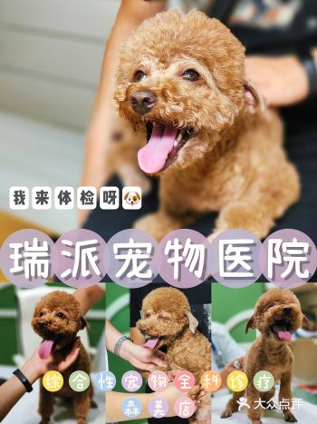 新手宠物爸妈必看｜综合性宠物诊疗所必收藏