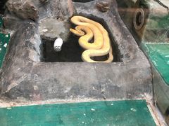 -上海大自然野生昆虫馆(东方明珠·爬宠昆虫探索中心)