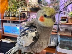 -吉丁鸟咖·异宠·寄养